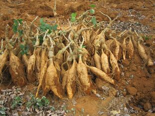 Korenina Kudzu